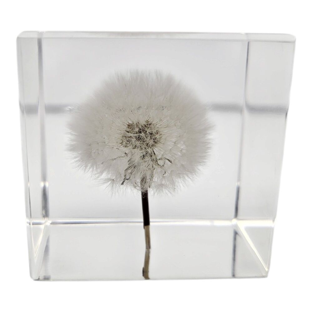 Preserved Dandelion Puff Paperweight in Crystal Resin Cube 2.5"